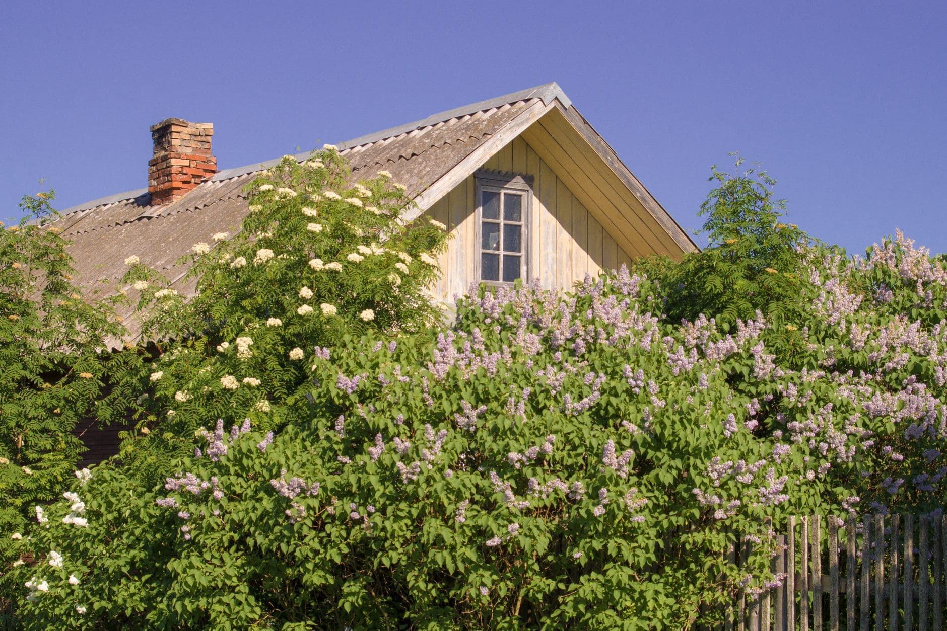 Beautiful rustic house surrounded by lush lilac bushes under a clear blue sky.